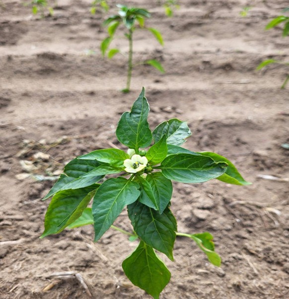Flowering transplanted peppers emerging from the ground.